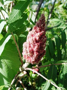 Picture of Staghorn Sumac