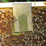 Hive body frame with embedded microphone