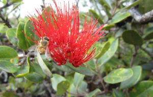 Image of honeybee on Ohi'a lehua